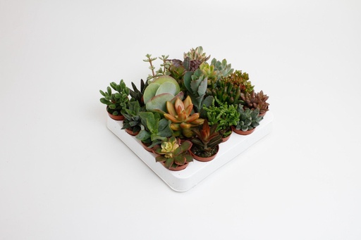 "Succulenten Mix - 20 Stücke - Ø5,5cm - ↕10cm image"