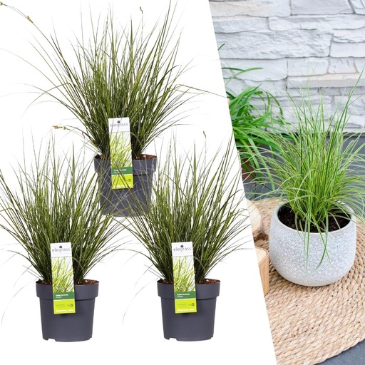 "Bunte Segge 3er-Set (Carex brunnea) – winterhartes Ziergras, Topf-Ø 14 cm, Höhe ca. 25 cm image"