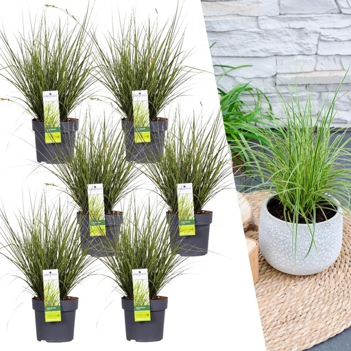 "Weißbunte Segge 6er-Set (Carex brunnea) – winterhartes Ziergras, Topf-Ø 14 cm, Höhe ca. 25 cm image"