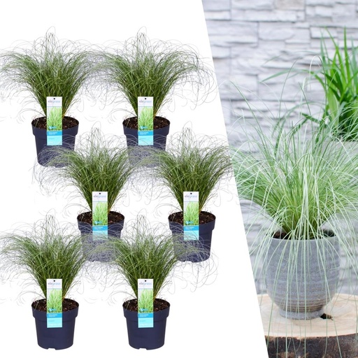 "6 x Carex comans 'Frosted Curls' - Ø 14 cm - ↨ 25 cm image"