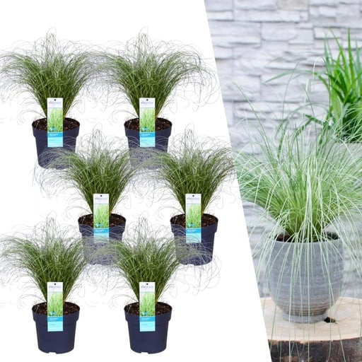 "Ziersegge 'Frosted Curls' 6er-Set (Carex comans) – winterhartes Ziergras, Topf-Ø 14 cm, Höhe ca. 25 cm image"
