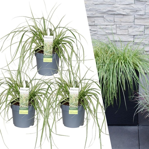 "Japanische Segge 'Evergold' 3er-Set (Carex hachijoensis) – winterhartes Ziergras, Topf-Ø 14 cm, Höhe ca. 25 cm image"