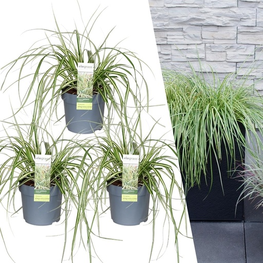 "Japanische Segge 'Evergold' 3er-Set (Carex hachijoensis) – winterhartes Ziergras, Topf-Ø 14 cm, Höhe ca. 25 cm image"