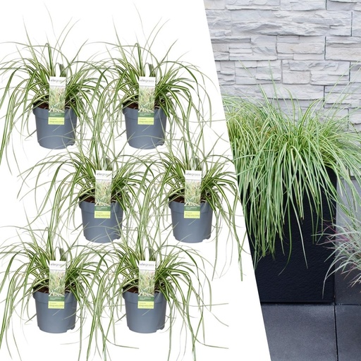 "Japanische Segge 'Evergold' 6er-Set (Carex hachijoensis) – winterhartes Ziergras, Topf-Ø 14 cm, Höhe ca. 25 cm image"