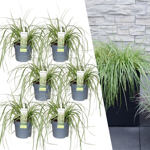 "Japanische Segge 'Evergold' 6er-Set (Carex hachijoensis) – winterhartes Ziergras, Topf-Ø 14 cm, Höhe ca. 25 cm image"