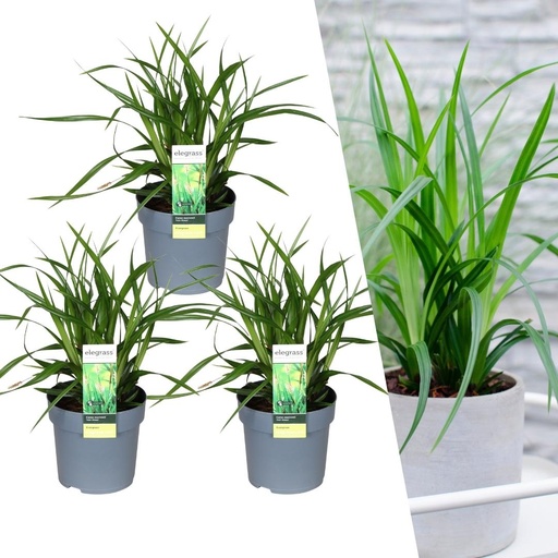 "3 x Carex morrowi 'Irish Green' - Ø 14 cm - ↨ 25 cm image"