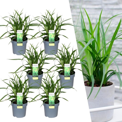 "6 x Carex morrowi 'Irish Green' - Ø 14 cm - ↨ 25 cm image"