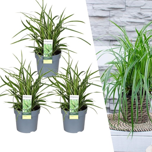 "3 x Carex morrowi 'Ice Dance' - Ø 14 cm - ↨ 25 cm image"