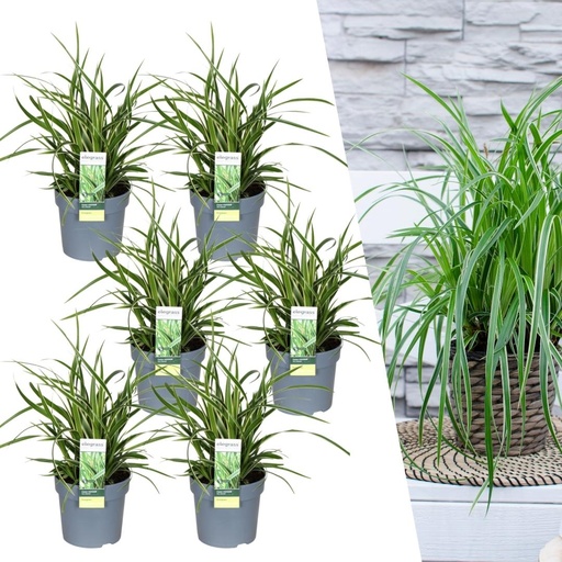 "6 x Carex morrowi 'Ice Dance' - Ø 14 cm - ↨ 25 cm image"