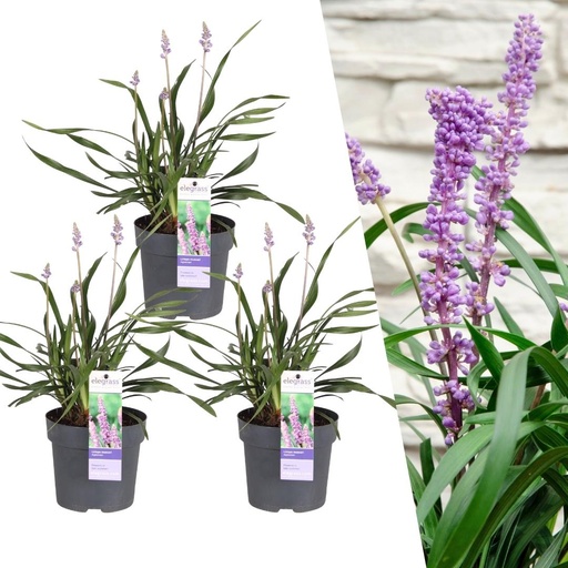 "3 x Liriope muscari 'Ingwersen' - Ø 14 cm - ↨ 25 cm image"