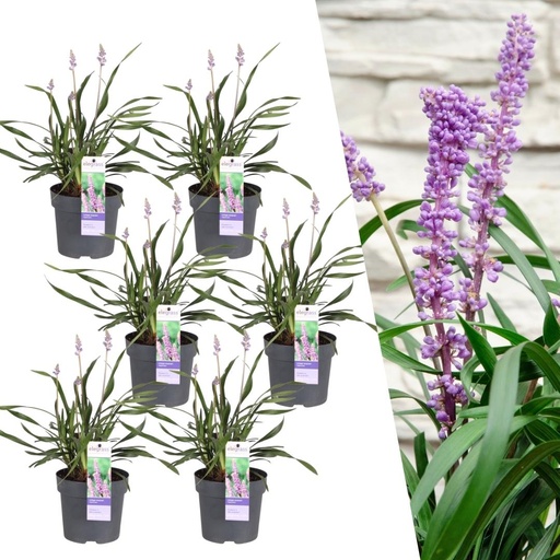 "6 x Liriope muscari 'Ingwersen' - Ø 14 cm - ↨ 25 cm image"