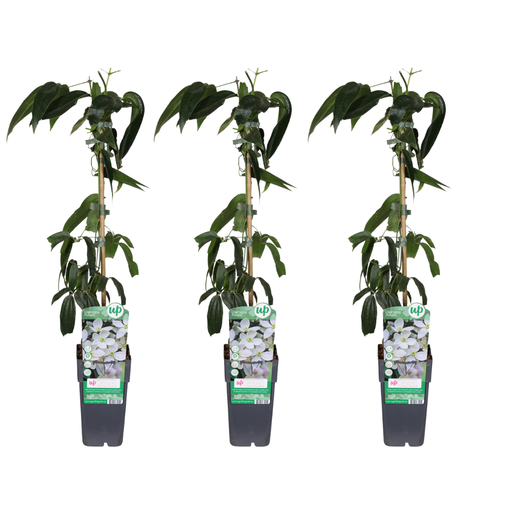 "Immergrüne Waldrebe (Clematis armandii) – winterharte Kletterpflanze, Topf-Ø 15 cm, Höhe ca. 65 cm image"