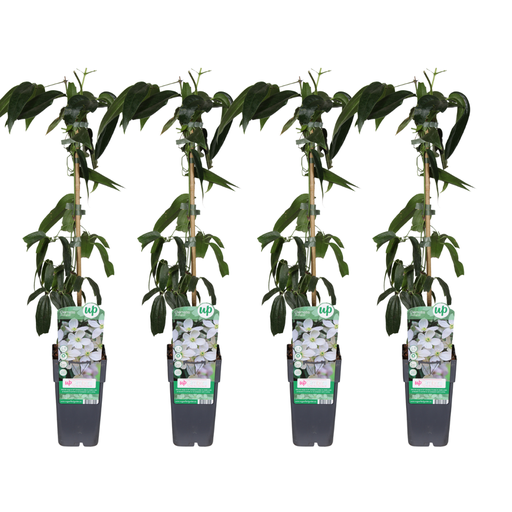 "Armans-Waldrebe (Clematis armandii) – winterharte Kletterpflanze, Topf-Ø 15 cm, Höhe ca. 65 cm image"