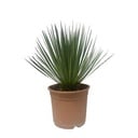 Yucca Rostrata - 50 cm - ø24cm