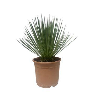 "Yucca Rostrata - 50 cm - ø24cm image"