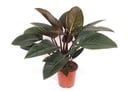 Philodendron Red Beauty - 100 cm