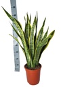 Sansevieria Laurentie - 90 cm