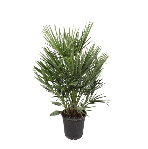 "Chamaerops Humilis - 90 cm - Ø21 image"
