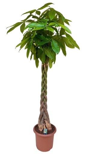 "Pachira aquatica - 210 cm image"