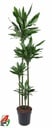 Dracaena Janet Lind XXL - 180 cm