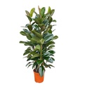 Ficus Elastica Robusta Strauch - 140 cm  Ø27