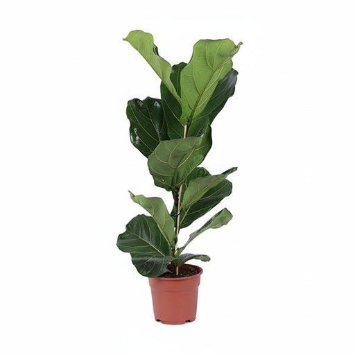 "Ficus Lyrata Strauch - 80 cm image"