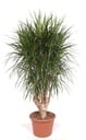 Dracaena Marginata verzweigt XXL - 190 cm, ⌀ 40-45 cm