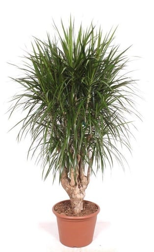 "Drachenbaum (Dracaena marginata) – pflegeleichte Zimmerpflanze, Höhe ca. 190 cm image"