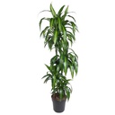 Dracaena Hawaiian Sunshine - 150 cm