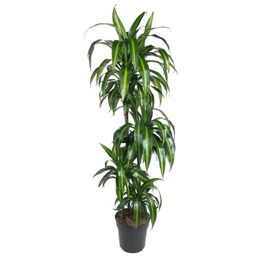 "Dracaena Hawaiian Sunshine - 150 cm image"