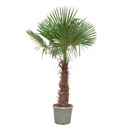 Trachycarpus Fortunei - 240-270 cm, Ø40-Ø55 cm