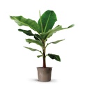 Bananenpflanze (Musa) - 140 cm