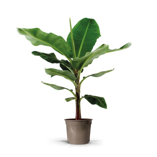 "Bananenpflanze (Musa) - 140 cm image"