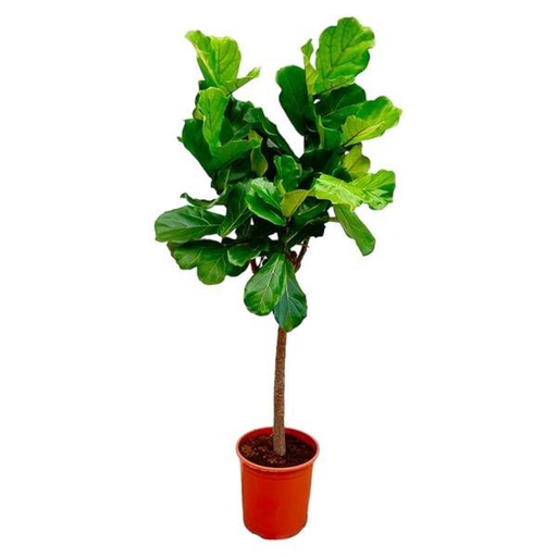 "Ficus Lyrata Baum - Ø34 cm, 160 cm hoch image"