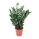 Zamioculcas - 90 cm ⌀21-24 cm