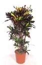 Croton Codiaeum variegatum 'Mammi' - 140 cm