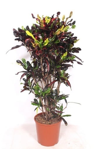 "Croton Codiaeum variegatum 'Mammi' - 140 cm image"