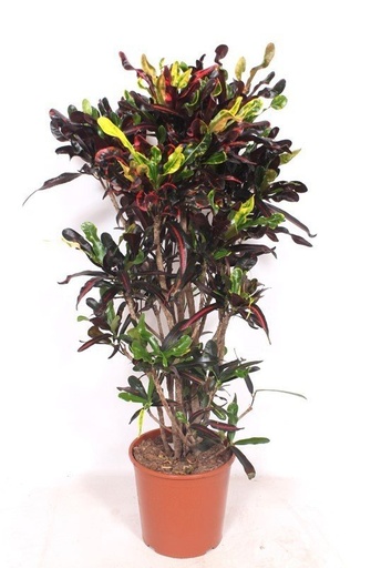 "Croton Codiaeum variegatum 'Mammi' - 140 cm image"