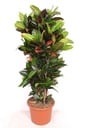 Codiaeum Petra - 170 cm
