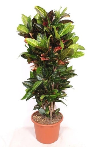 "Codiaeum Petra - 170 cm image"