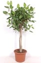 Ficus Benghalensis Baum de luxe - 200cm