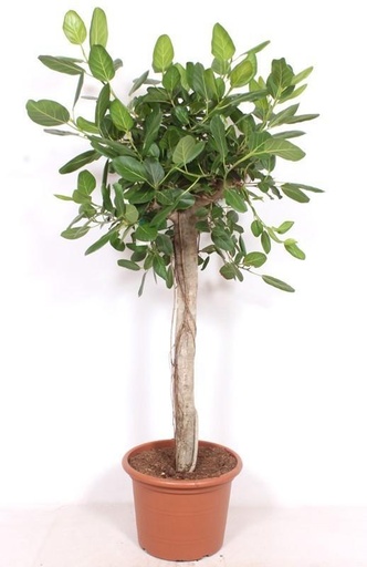 "Ficus Benghalensis Baum de luxe - 200cm image"