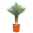 Yucca Rostrata - 140 - 160 cm - Ø55