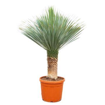 "Yucca Rostrata - 140 - 160 cm - Ø55 image"