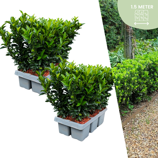 "12 Euonymus 'Green Spire' - 12 x Ø 7 cm - ↨ 15 cm image"