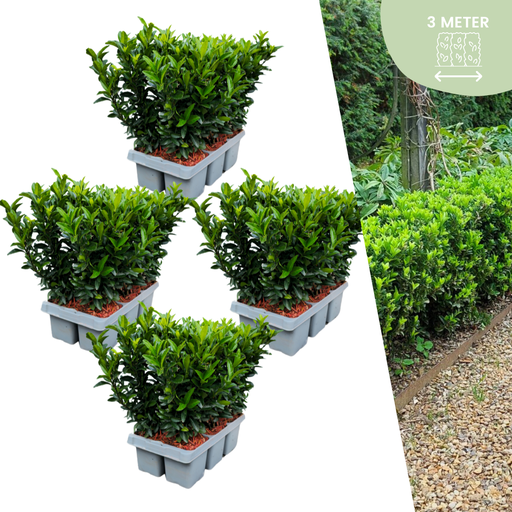 "24 x Euonymus 'Green Spire' - 24 x Ø 7 cm - ↨ 15 cm image"