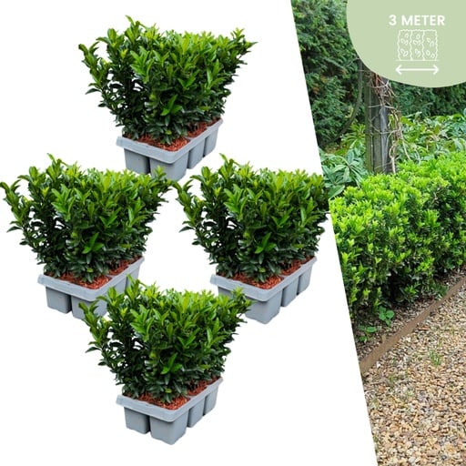 "Kletterspindel 'Green Spire' 24er-Set (Euonymus fortunei) – winterharter Kletterstrauch, Topf-Ø 7 cm, Höhe ca. 15 cm image"