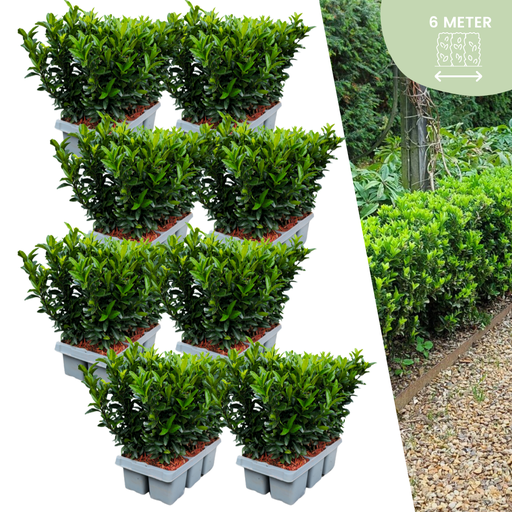 "48 x Euonymus 'Green Spire' - 48 x Ø 7 cm - ↨ 15 cm image"