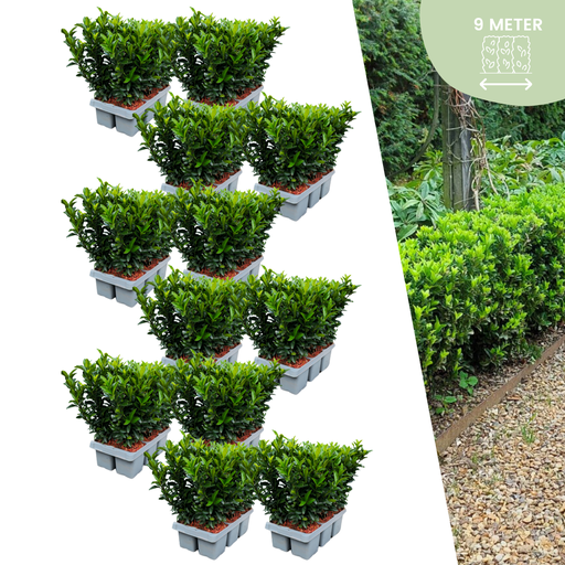 "72 x Euonymus 'Green Spire' - 72 x Ø 7 cm - ↨ 15 cm image"