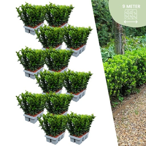 "Spindelstrauch 'Green Spire' 72er-Set (Euonymus japonicus) – winterharter Zierstrauch, Topf-Ø 7 cm, Höhe ca. 15 cm image"